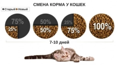 Otyłość w kotach: jak radzić sobie z problemem